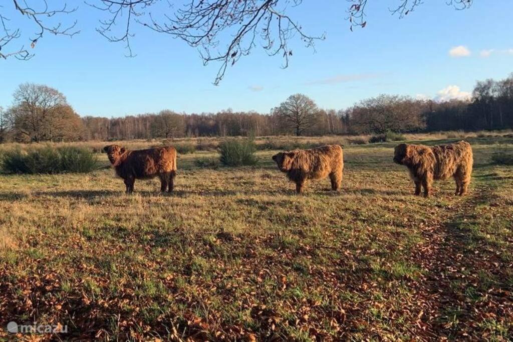Sfeervol Chalet In Drenthe Bij Het Dwingelderveld Villa Spier Exteriör bild