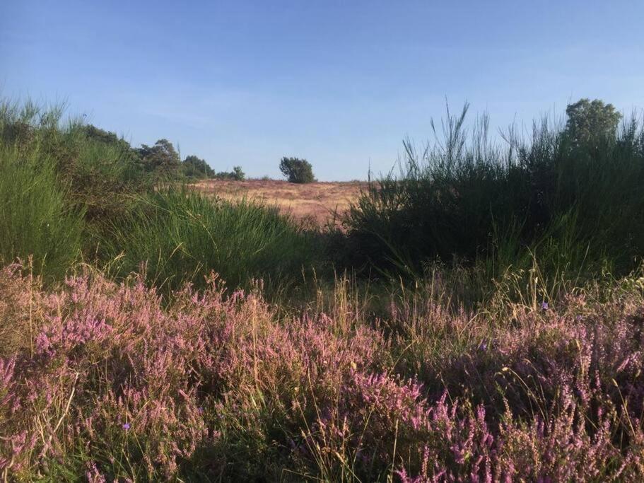 Sfeervol Chalet In Drenthe Bij Het Dwingelderveld Villa Spier Exteriör bild
