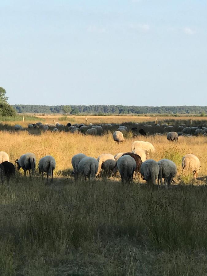 Sfeervol Chalet In Drenthe Bij Het Dwingelderveld Villa Spier Exteriör bild